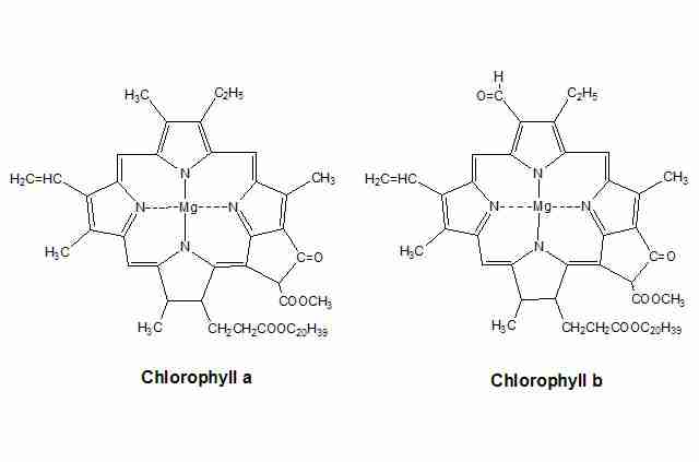 chlorophyll