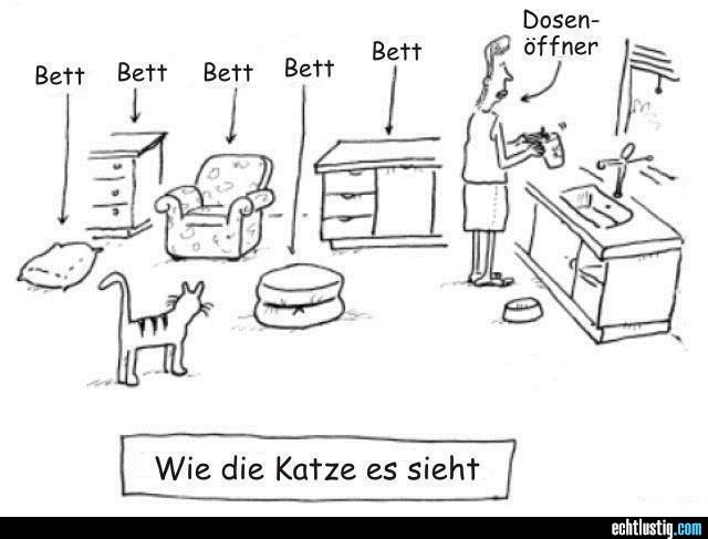 wie-die-katze-ihre-umgebung-sieht