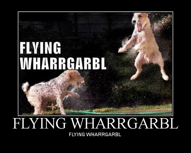Bilder-Thread 1562-animals-dog-flying-wharrgarbl-13139