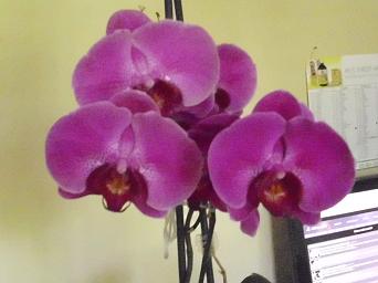 b4aa4d orchidee 004 - Kopie
