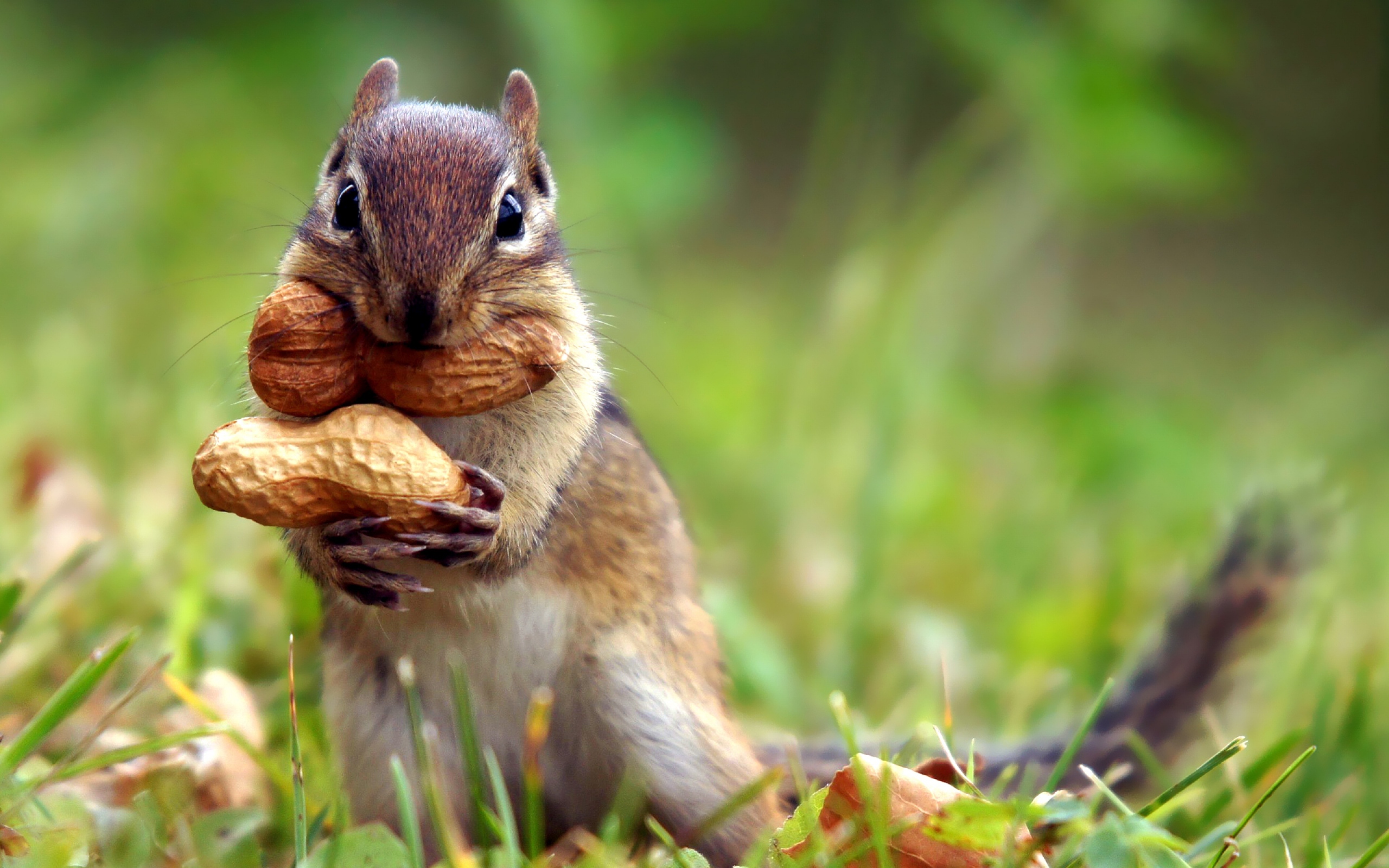 Die schönsten Tiere/Tierbilder der Welt squirrel nuts grass leaves autumn 56393