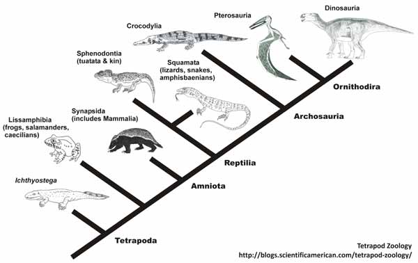 amniote-cladogram-Tet-Zoo-July-2012-tiny