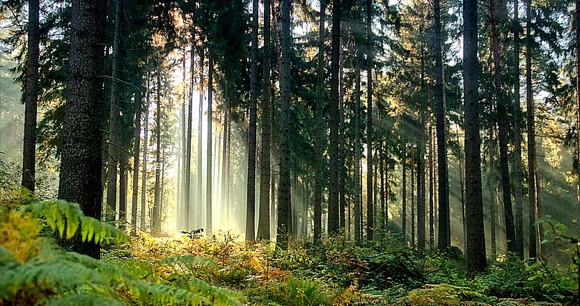 Nadelwald im Nationalpark