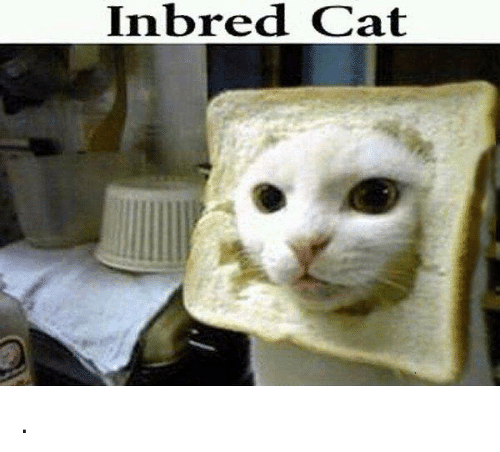 inbred-cat-4755588