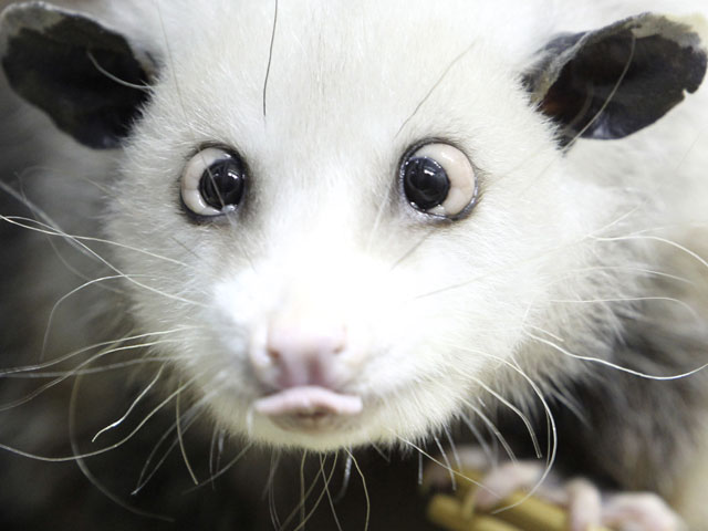 opossum-heidi