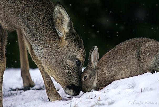 Bilder-Thread unusual-animal-friendship-9-1