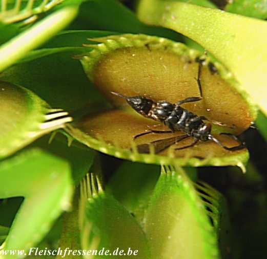dionaea-muscipula-venusfliegenfalle-b