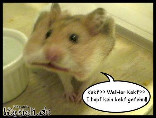 29099-keinen-keks-gesehen