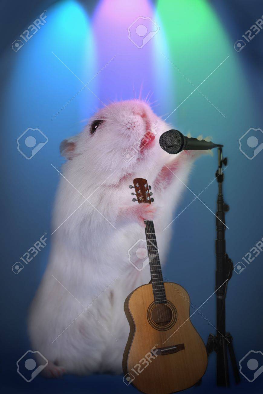 21701629-weiC39Fe-hamster-als-musik-star