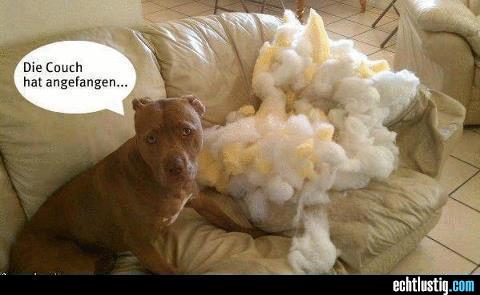 hund-zerlegt-das-sofa