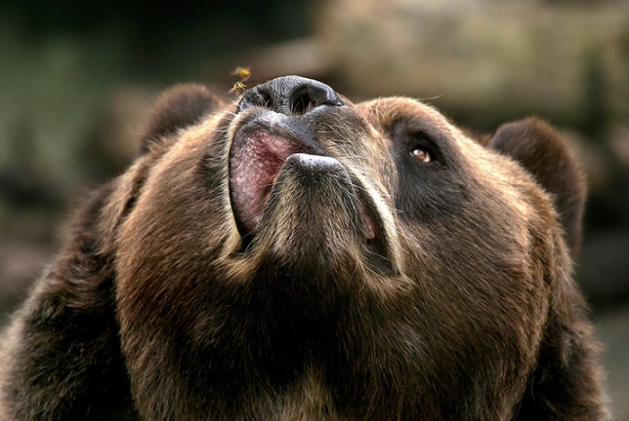 Buzz-off-a-Kodiak-bear-is-035