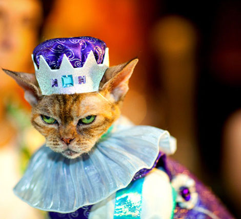 Bilder-Thread king-cat