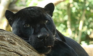 300px-Black Panther by Bruce McAdam