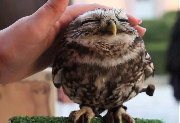 Bilder-Thread baby-owl