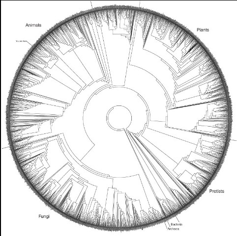 tree of life