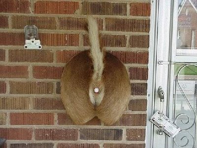 Bilder-Thread funny-deer-doorbell