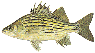 Morone2Bmississippiensis