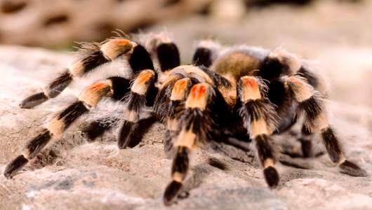 a zTarantula