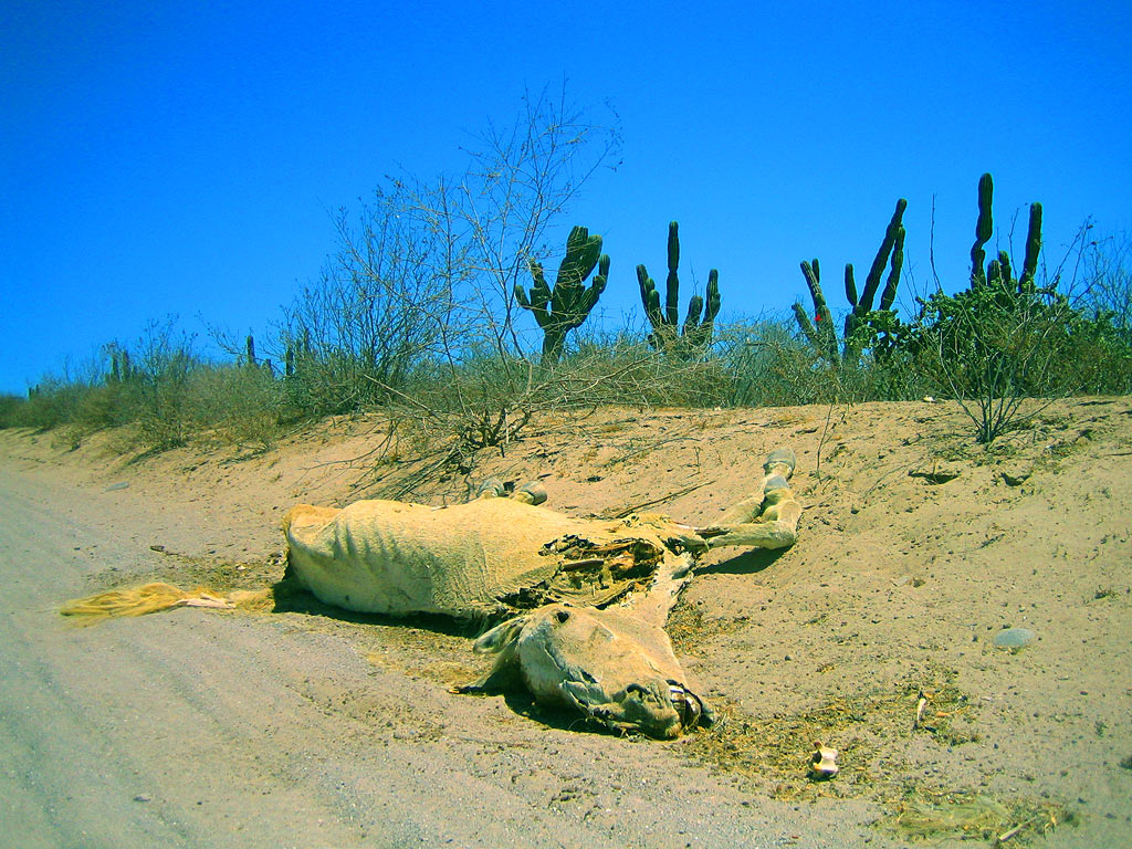 Bilder-Thread dead-horses-2