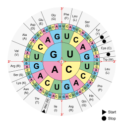 250px-Aminoacids table.svg