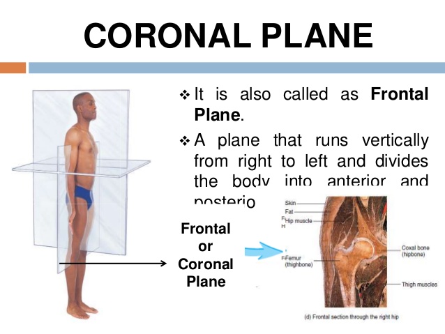 introduction to general anatomy i 11 638