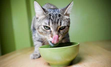 cat-licking-bowl