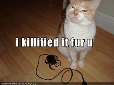 funny-pictures-cat-killed-a-spider-for-y