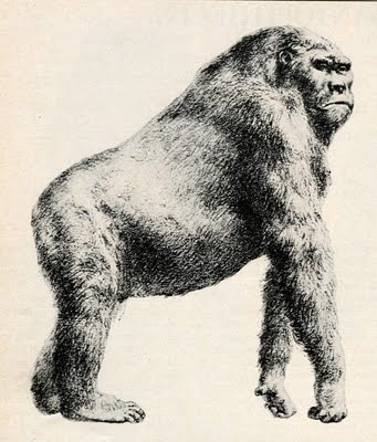 Gigantopithecus-blackii