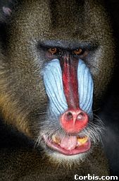 Mandrill4