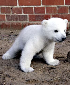 zRcA4K knut polar bear cub