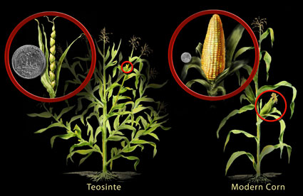 maize-and-wild-ancestor-comparison