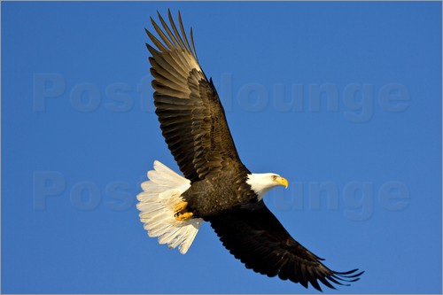 david-northcott-weisskopfseeadler-im-flu