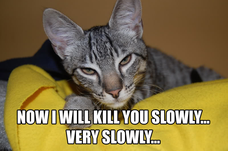 Now I Will Kill You Slowly by LOL Cat