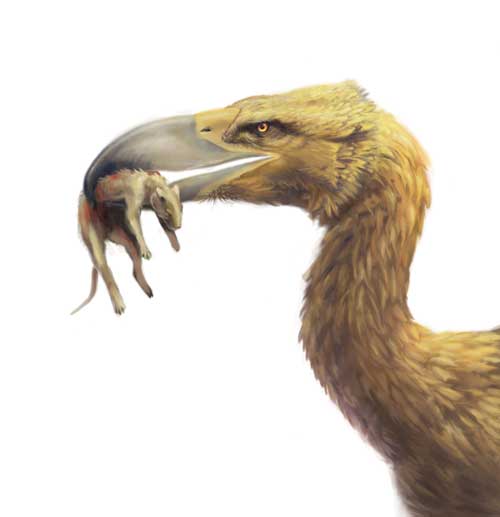 Bilder-Thread terrorvogel2