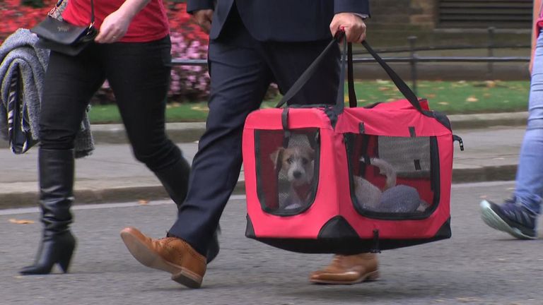 skynews-dog-downing-street 4762980