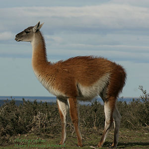 300px-Guanaco 09.24