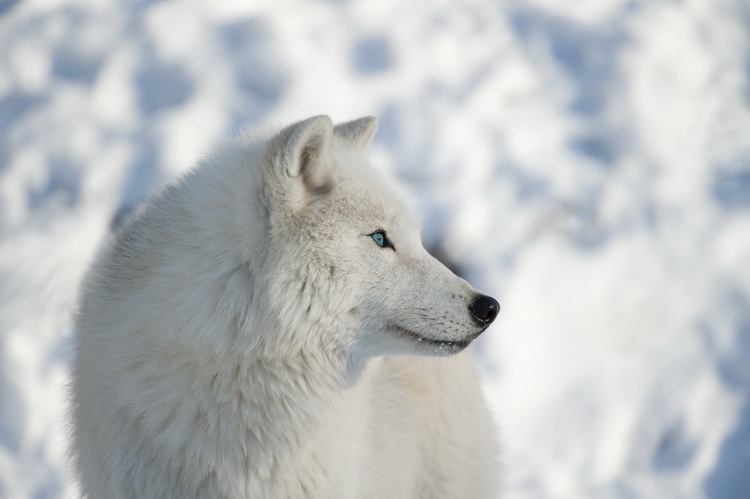 winter wolf by webk1nz-d4luo40
