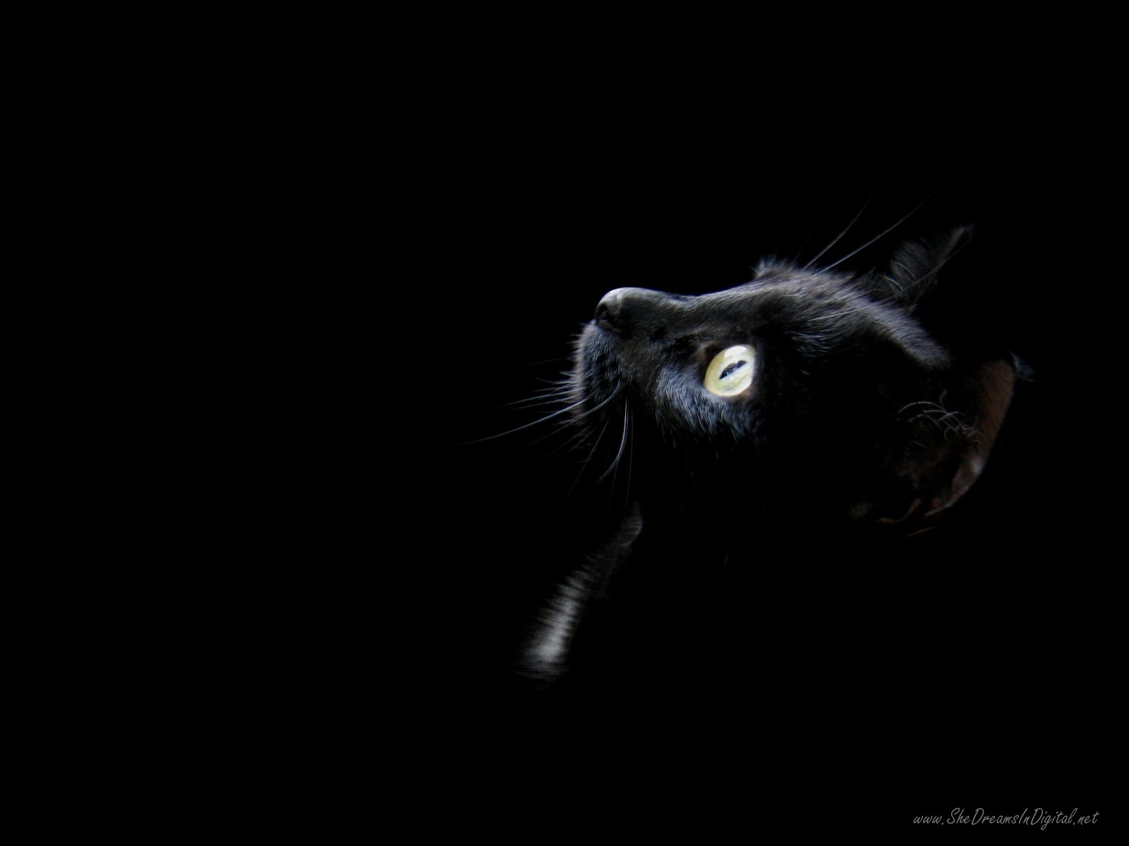 Black-Cat-Wallpaper-black-28305457-1600-