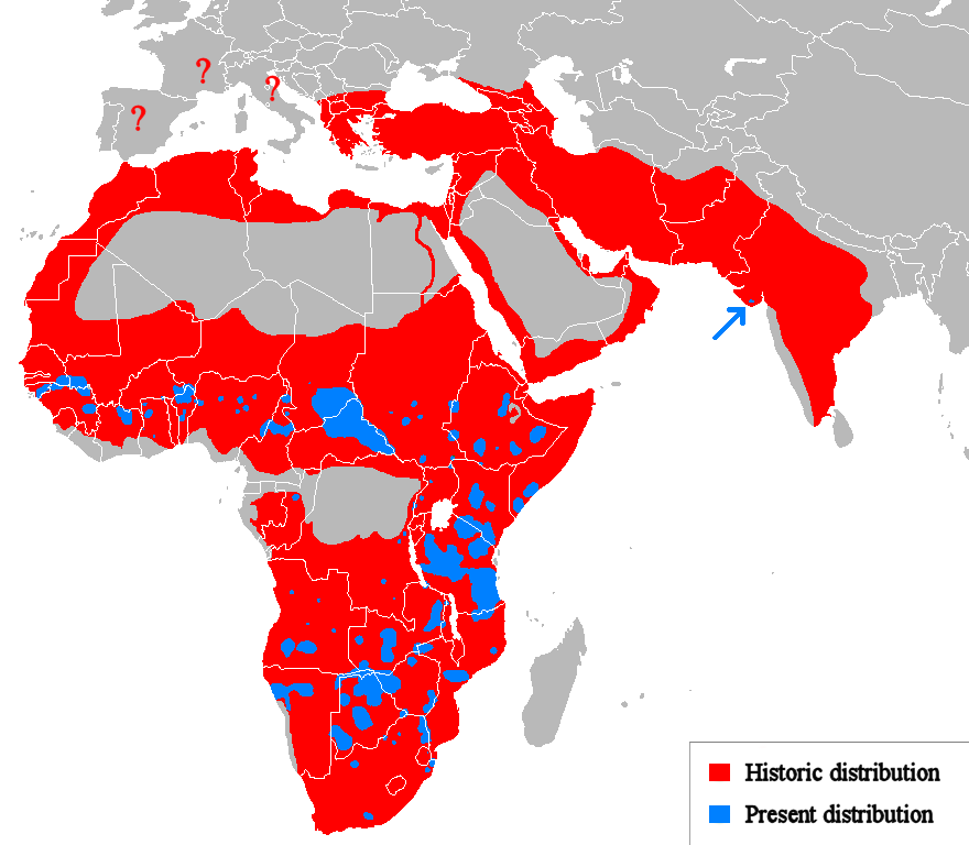 Lion distribution