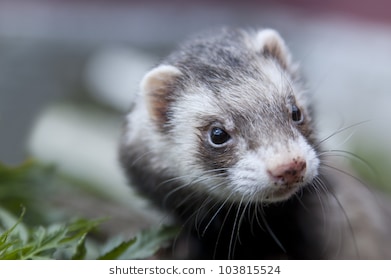 zoomed-ferret-face-dirty-nose-260nw-1038