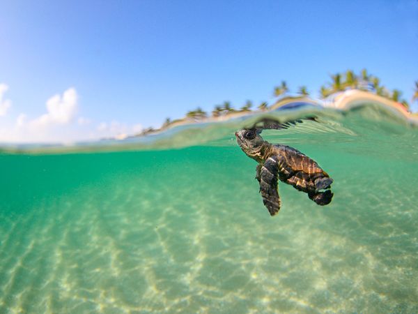 Bilder-Thread loggerhead turtle florida 62679 600x450.