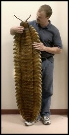 arthropleura 1