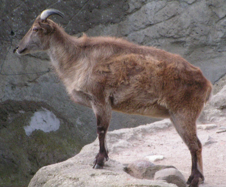 725px Himalaja Tahr