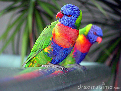 6f838c regenbogen-lorikeets