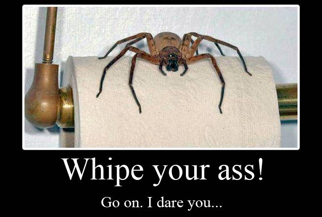 Bilder-Thread australia-spider-toilet-roll