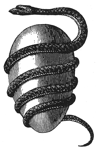 serpent-egg
