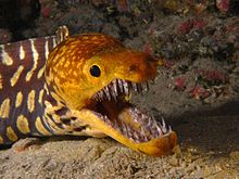 220px-Fangtooth moray