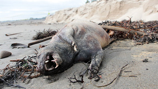 Raetselraten um Strandmonster in Kalifor