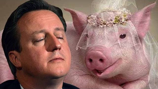 deadpigcameron