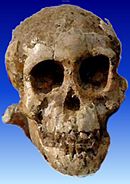 130px SelamAustralopithecus